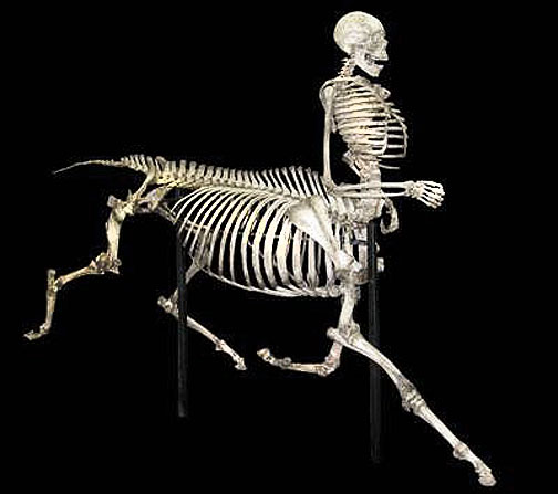 1 Bones Skeletons - Lessons - Blendspace